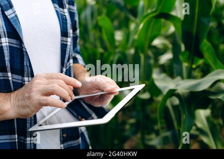 Der Agronom arbeitet auf einem Feld und betrachtet etwas auf einer Tablette. Agrarindustrie, Agrotechnologie. Stockfoto