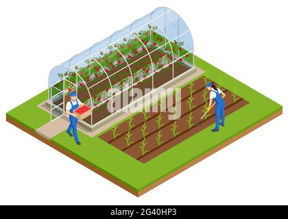 Isometrisches Gewächshaus isoliert auf Weiß. Wachsende Sämlinge im Gewächshaus. Pflanzen ernten im Gewächshaus Stock Vektor
