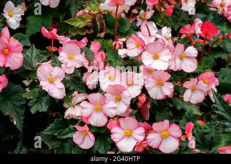 Eine Masse von rosa Begonia Blüten in den Butchart Gardens Stockfoto