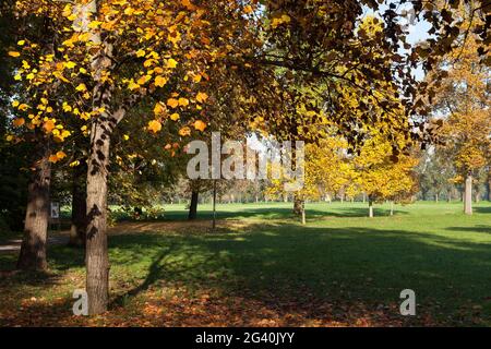 Herbst-Szene im Parco di Monza Italien Stockfoto