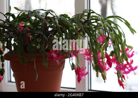 Eine Blumenvase auf einer Pflanze Stockfoto