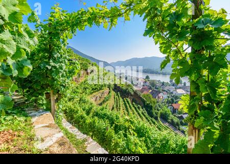 Weinberge auf dem Tausendimerberg bei Spitz an der Donau mit Blick auf das Donautal, die Wachau, Niederösterreich, Österreich Stockfoto