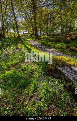 Ein Pfad durch Bluebell-Wälder auf Rydal Water, Lake District, England Stockfoto