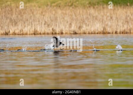 Vogel Eurasischer Ruß Fulica atra auf Teich Stockfoto