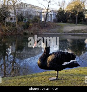 Schwarzer Schwan (Cygnus atratus) im Hofgarten am Ratinger Tor, Düsseldorf, Deutschland, Europa Stockfoto