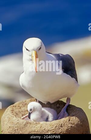 Ein schwarz gebräunter Albatross (Thalassarche melanophris) mit seinem Küken, der Insel Saunders, den Falklandinseln, Südamerika Stockfoto