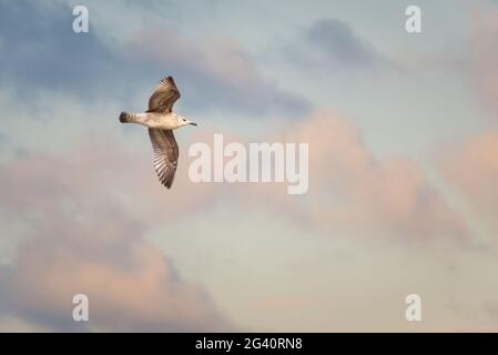 Möwe fliegt in einem wunderschönen Morgenhimmel Stockfoto