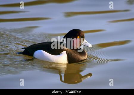 Reiherenten (Aythya Fuligula) auf dem Wasser im Warnham Naturreservat in der Nähe von Horsham Stockfoto