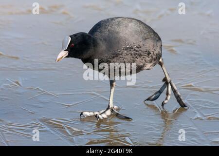 Blässhuhn (Fulcia Atra) behutsam zu Fuß auf dem Eis am Warnham Nature Reserve Stockfoto