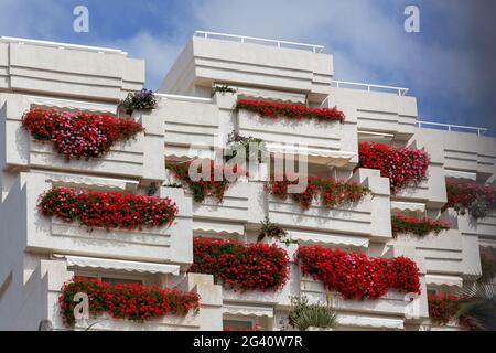 LOS GIGANTES, TENERIFFA/SPANIEN - FEBRUAR 21 : leuchtend rote Geranien, die von Balkonen an einem Wohnblock in Los Gigantes Te hängen Stockfoto