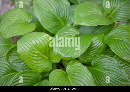 Hosta Laub Zierpflanzen in vollen Zeleinli während des Sommers gemalt. Stockfoto