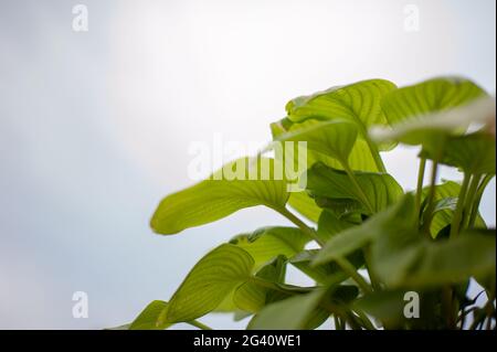 Hosta Laub Zierpflanzen in vollen Zeleinli während des Sommers gemalt. Stockfoto
