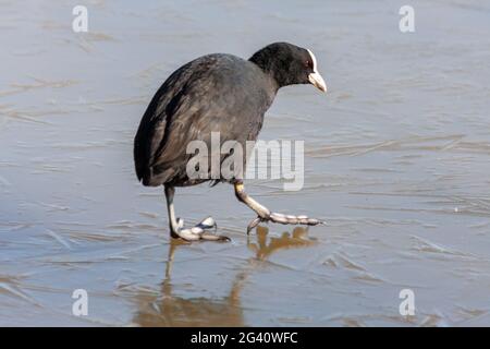 Blässhuhn (Fulcia Atra) behutsam zu Fuß auf dem Eis am Warnham Nature Reserve Stockfoto