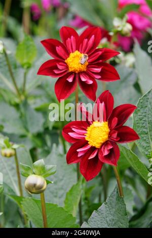 Schönen roten und gelben Dahlien Stockfoto