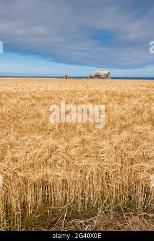 Blick auf Bass Rock im Firth of Forth Stockfoto