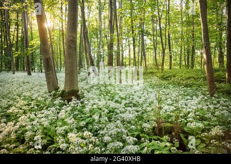 Blühender Bärlauch in den Auenwäldern an der Donau bei Oberelchingen, Kreis Neu-Ulm, Bayern, Deutschland Stockfoto