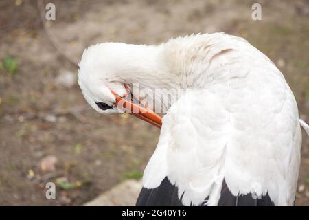 Europäischer Weißstorch oder Ciconia ciconia. Ein einziger Vogel, der sein Gefieder reinigt, Nahaufnahme Stockfoto