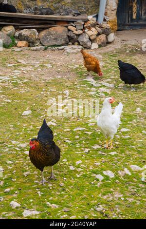 Hühner auf einem Bauernhof. Stockfoto
