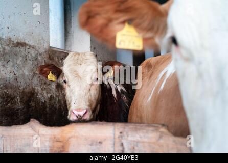 Amstetten, Österreich - Mai 12 2021: Kuh der Fleckviehsorte in einem Kuhstall im Mostviertel in Niederösterreich. Stockfoto