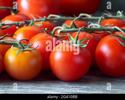 Reife Kirschtomaten auf den Reben, geringe Schärfentiefe, Nahaufnahme Stockfoto