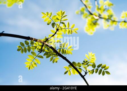 Zweig mit grünen Buchenbaumblättern im Frühling isoliert am blauen Himmel in der Sonne im selektiven Fokus Stockfoto