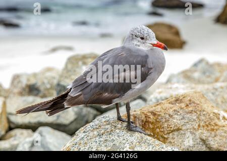 Heermann Möwe (Larus Heermanni) Stockfoto