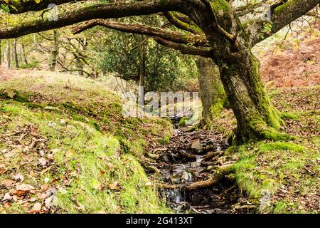 Herbstansicht von Torver Common Wood im englischen Lake District. Stockfoto