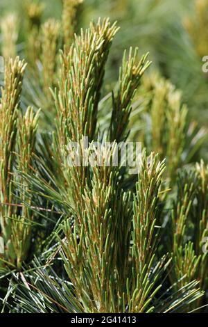 Zwergkiefer, Pinus mugo, Sorte Carstens Wintergold mit neuen Trieben im Frühjahr und einem Hintergrund aus verschwommenen Blättern. Stockfoto