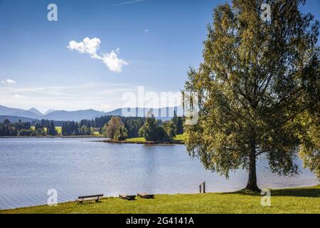 Schwaltenweiher bei Seeg, Ostallgäu, Allgäu, Bayern, Deutschland Stockfoto