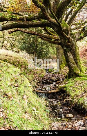 Herbstansicht von Torver Common Wood im englischen Lake District. Stockfoto