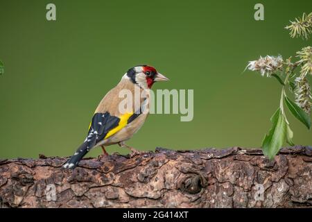 Goldfink auf einem Baumstamm, aus der Nähe in einem Wald, im Frühjahr in Schottland Stockfoto