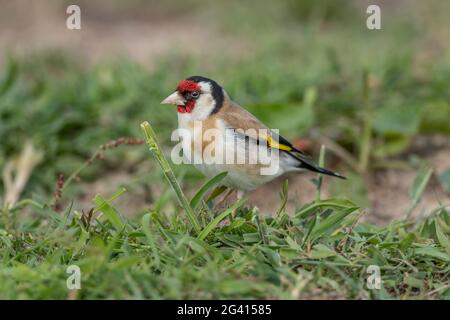 Goldfinch, auf dem Gras gelegen, in einem Wald aus der Nähe, im Sommer in Schottland Stockfoto