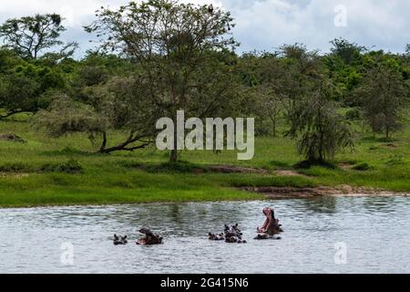 Eine Gruppe von Flusspferden im Ruwanyakazinga-See, aus der Sicht einer Bootsfahrt, die vom Luxusresort Tented Magashi Camp (Wilderness Safaris), Akagera Natio, durchgeführt wird Stockfoto