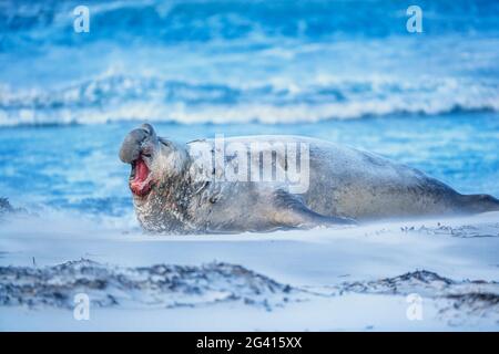 Südliche Elefantenrobbe (Mirounga leonina) brüllendes Männchen, Seelöweninsel, Falklandinseln, Südamerika Stockfoto