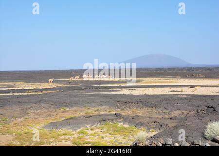 Äthiopien; Afar-Region; Danakil-Wüste; auf dem Weg zum Erta Ale-Vulkan; Kamelhirte geht mit seinen Tieren durch die Wüste Stockfoto