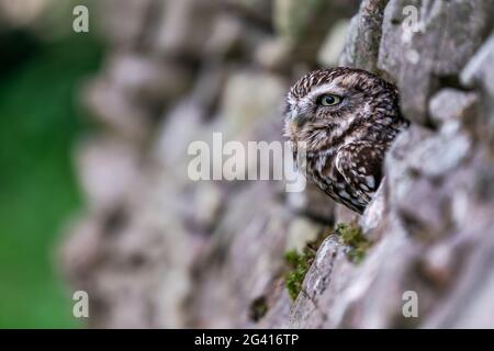 Kleine Eule (Athene noctua), auch bekannt als Eule der Athene in der Mulde einer Steinmauer Stockfoto