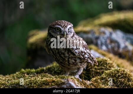 Kleine Eule (Athene noctua) auch als Eule der Athene bekannt Stockfoto