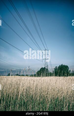 Stromleitungen und hohes Schilfgras. Stockfoto