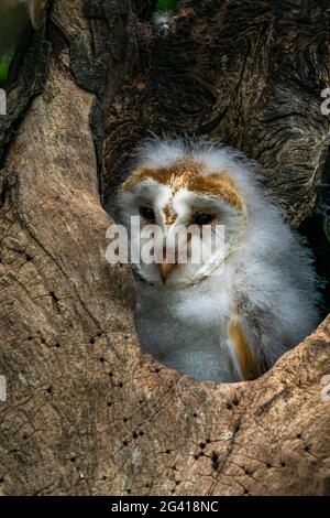 Stallkauzenküken (Tyto alba) in der Mulde eines Baumstammes Stockfoto
