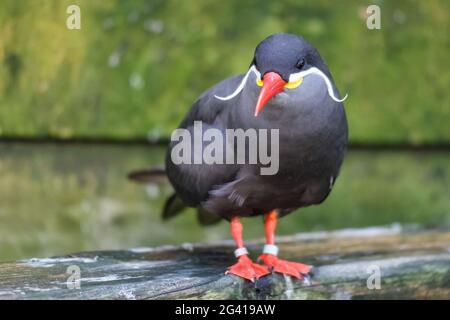 Inka-Seeschwalbe (Larosterna Inca) Stockfoto