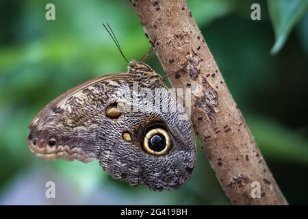 Eule Butterfly (caligo memnon).jpg Stockfoto