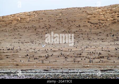 Magellan-Pinguinkolonie auf der Insel Isla Magdalena, Chile Stockfoto