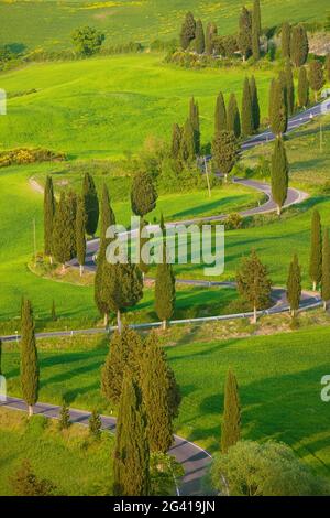 Zypressen säumen eine gewundene Straße, Val D'orcia, Toskana, Italien Stockfoto