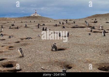 Pinguinkolonie auf der Insel Isla Magdalena in der Magellanstraße, Chile Stockfoto