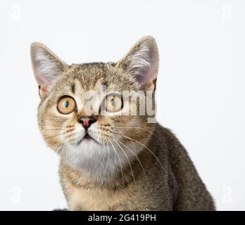 Kitten golden getickt schottische Chinchilla gerade sitzt vorne auf weißem Hintergrund Stockfoto