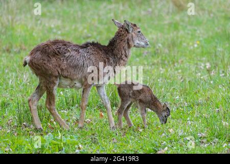 Europäischer Mufflon (Ovis gmelini musimon / Ovis ammon / Ovis orientalis musimon) Mutterschafe / Weibchen mit Lamm, das im Frühjahr auf der Wiese weidet Stockfoto