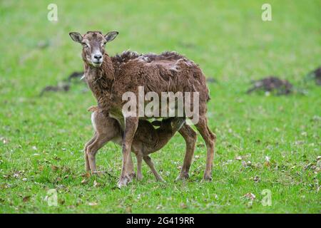 Europäischer Mufflon (Ovis gmelini musimon / Ovis ammon / Ovis orientalis musimon) Mutterschafe / Weibchen mit Milchlamm im Grasland im Frühjahr Stockfoto