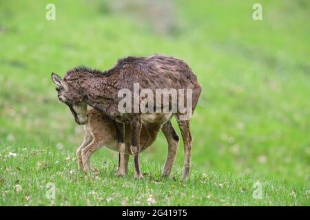 Europäischer Mufflon (Ovis gmelini musimon / Ovis ammon / Ovis orientalis musimon) Mutterschafe / Weibchen mit Milchlamm auf der Wiese im Frühjahr Stockfoto