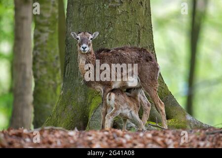 Europäischer Mufflon (Ovis gmelini musimon / Ovis ammon / Ovis orientalis musimon) Mutterschafe / Weibchen mit Milchlamm im Wald im Frühjahr Stockfoto