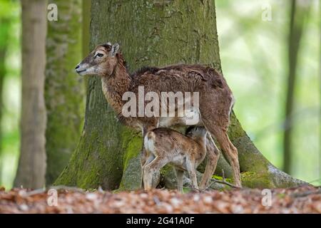 Europäischer Mufflon (Ovis gmelini musimon / Ovis ammon / Ovis orientalis musimon) Mutterschafe / Weibchen mit Milchlamm im Wald im Frühjahr Stockfoto